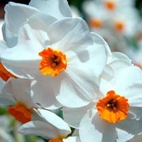 Daffodil Bulbs - Geranium