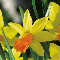 Daffodil Bulbs - Jetfire