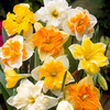 Daffodil Bulbs - Split Corona Collection