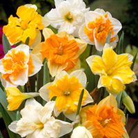 Daffodil Bulbs - Split Corona Collection