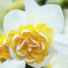 Daffodil Double Bulbs - Wave