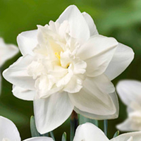 Daffodil Front Page (Double)