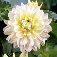 Dahlia Diana