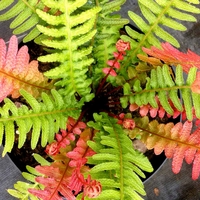 Doodia aspera Plant - Rough Ruby