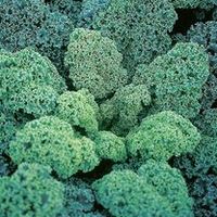 Early Leaf Plants - Collection