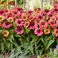 Echinacea Evolution Colorific
