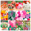 Extra Value Bedding Plants - Collection