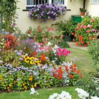 Extra Value Plug Plants - Collection