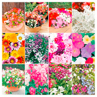 Extra Value Plug Plants - Collection