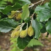 Fagus Sylvatica