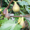 Fig Peretta