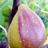 Fig Plant - Gustissimo Two Timer