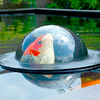 Floating Fish Dome