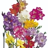 Freesia Seeds - Mix