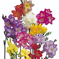Freesia Seeds - Mix