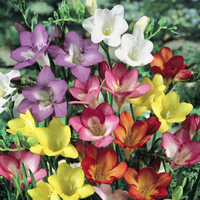 Freesia Single Mixed Colours