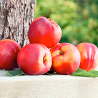 Fruit Me Tree - Necta Me