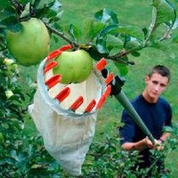 Fruit Picker