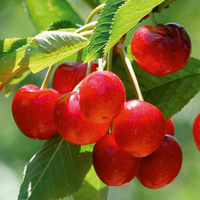 Fruit Tree Collection