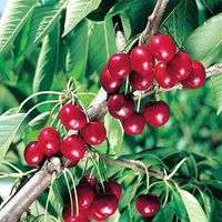 Fruttoni Cherry Cinderella