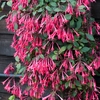 Fuchsia Eruption