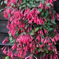 Fuchsia Eruption