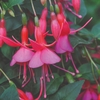 Fuchsia Hardy Display