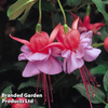 Fuchsia Heidi Ann