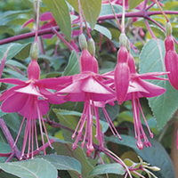 Fuchsia Plants - Display