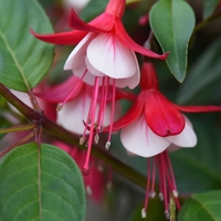 Fuchsia skyrocket