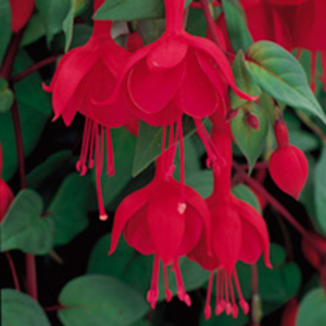 Fuchsia Trailing Plants - Marinka