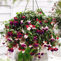 Fuchsia Trailing Pre-Planted Baskets