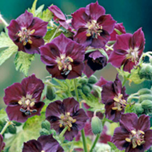 Geranium Plant - Springtime