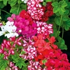 Geranium Plants - GeRainbow Mixed