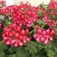 Geranium Plants - Mexica Ruby