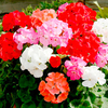 Geranium Plants - Mixed