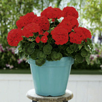 Geranium Plants - Red