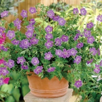 Geranium Plants - Rozanne