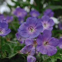 Geranium Plants - Rozanne