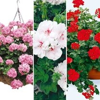Geranium Plants - Trailing Collection