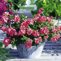 Geranium Plants - Trailing Collection