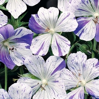 Geranium pratense - Splish Splash
