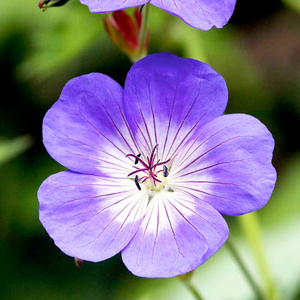 Geranium Rozanne