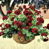 Geranium Trailing Collection