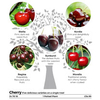 Gourmet Fruit Tree - Cherry