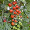 Grafted Tomato Plant - F1 Sweet Petit