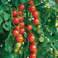 Grafted Tomato Plants - Single Collection