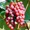 Grape Vine - Flame
