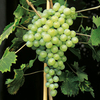 Grape Vine - Perlette
