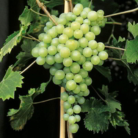 Grape Vines